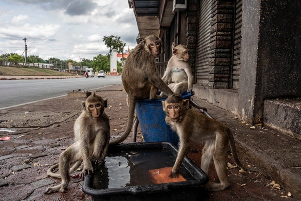 The monkeys of the species (Macaca fascicularis) known as the crab-eating monkey, are present throughout Lopburi city center. There are more than 8000 specimens in this area.