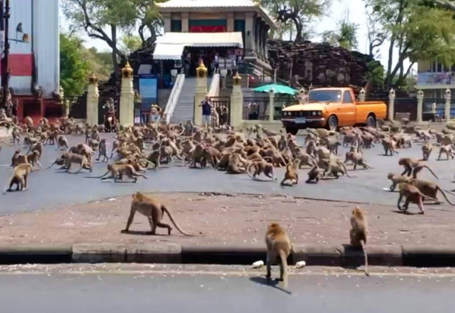 In Thailand, monkeys that were a tourist attraction are now becoming aggressive. The monkeys of the species (Macaca fascicularis) known as the crab-eating monkey