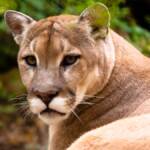 Aggressive mountain lion behavior closes Deer Creek Canyon Park indefinitely
