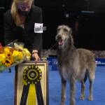 National Dog Show 2020: Claire – Scottish deerhound – wins best in show