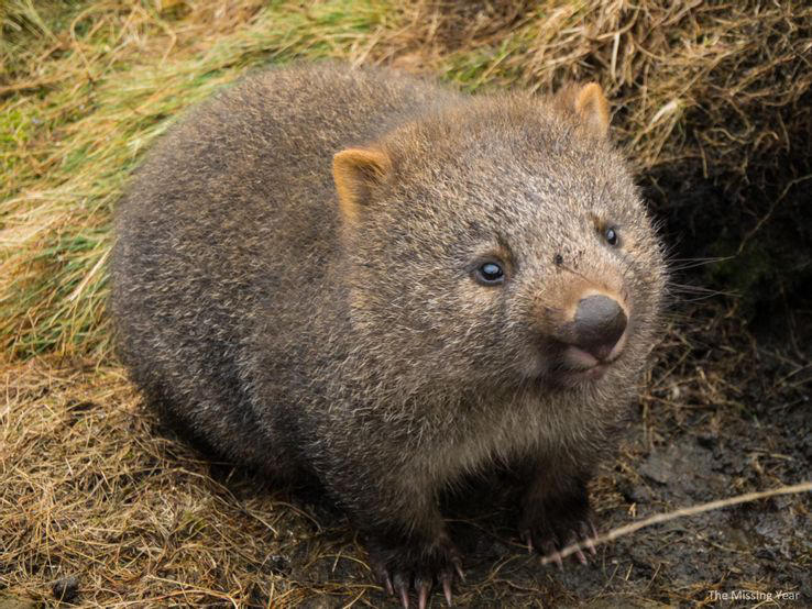 Wombat squared poo