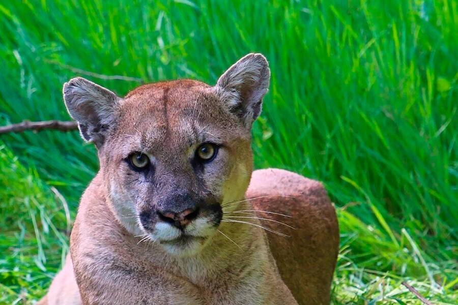 Mountain lion killed after attacking child in Southern California. Article Author: Francisco Alexandre Oliveira