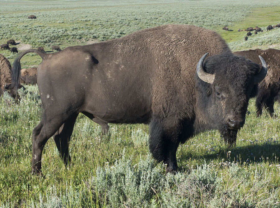 Video shows bison attacking family at Yellowstone National Park